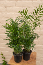Load image into Gallery viewer, Chamaedorea elegans &#39;Neanthe Bella Palm&#39;

