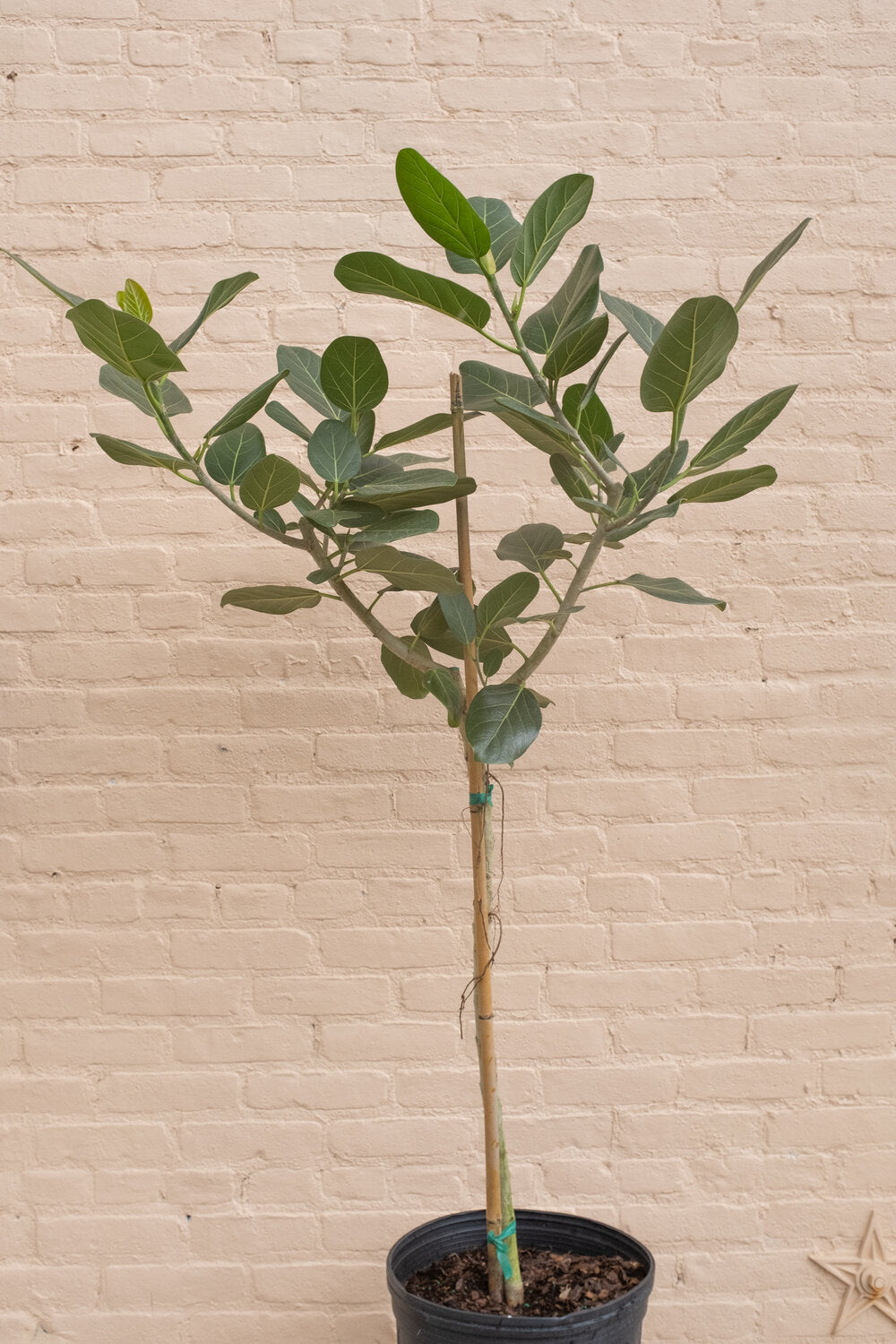 Ficus benghalensis 'Ficus Audrey'