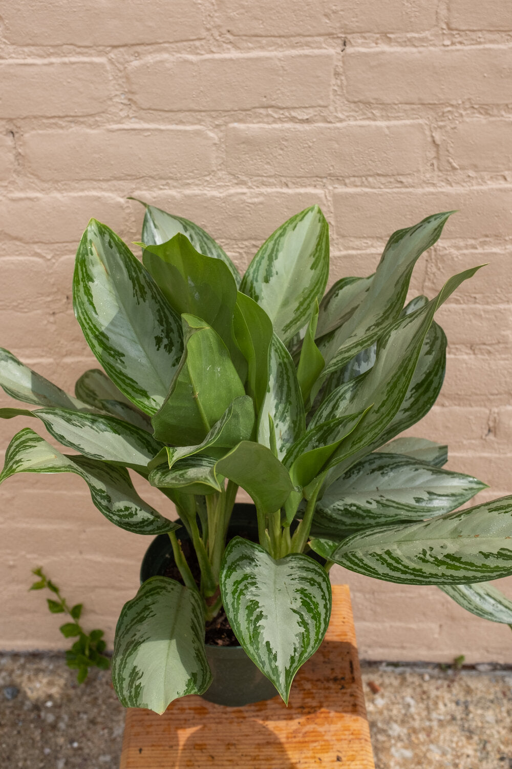 Rental Aglaonema Silver Bay 'Chinese Evergreen'