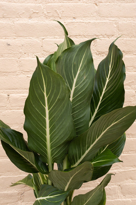 Dieffenbachia 'Sterling'