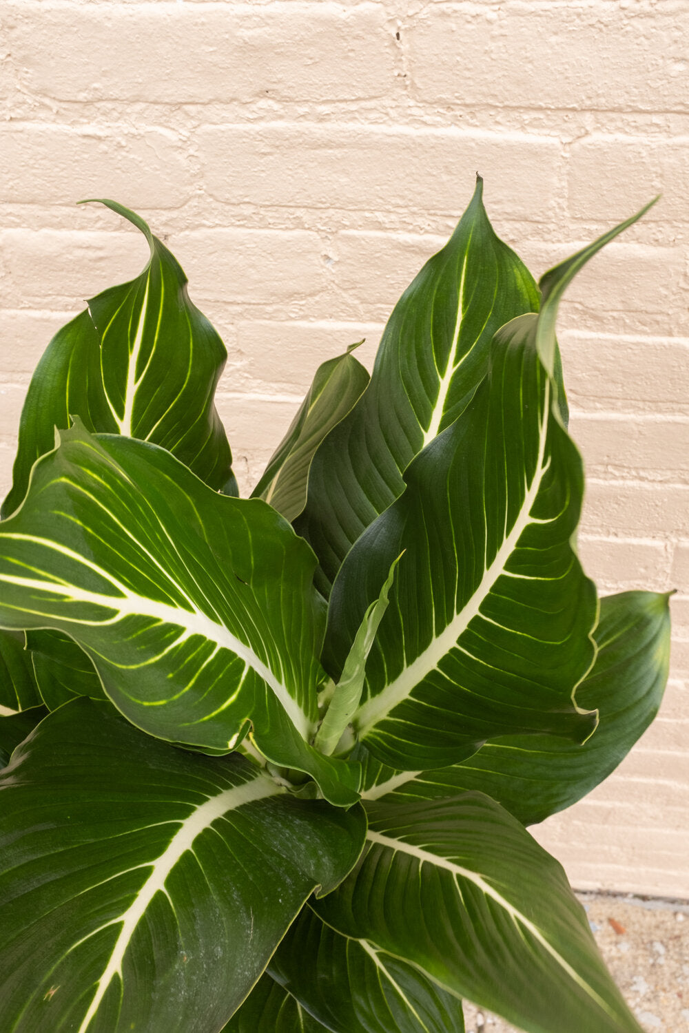 Dieffenbachia 'Sterling'