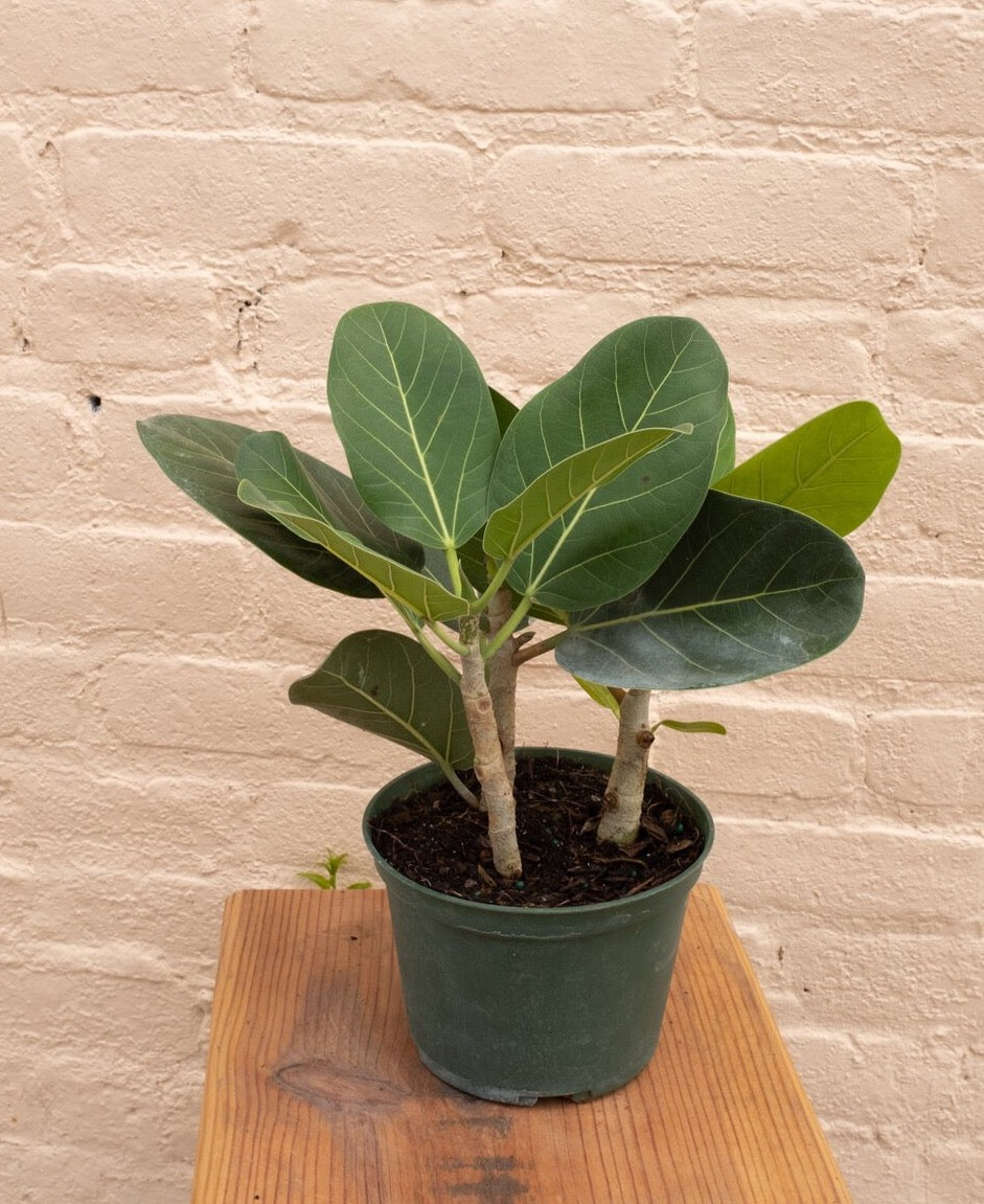 Ficus benghalensis 'Ficus Audrey'