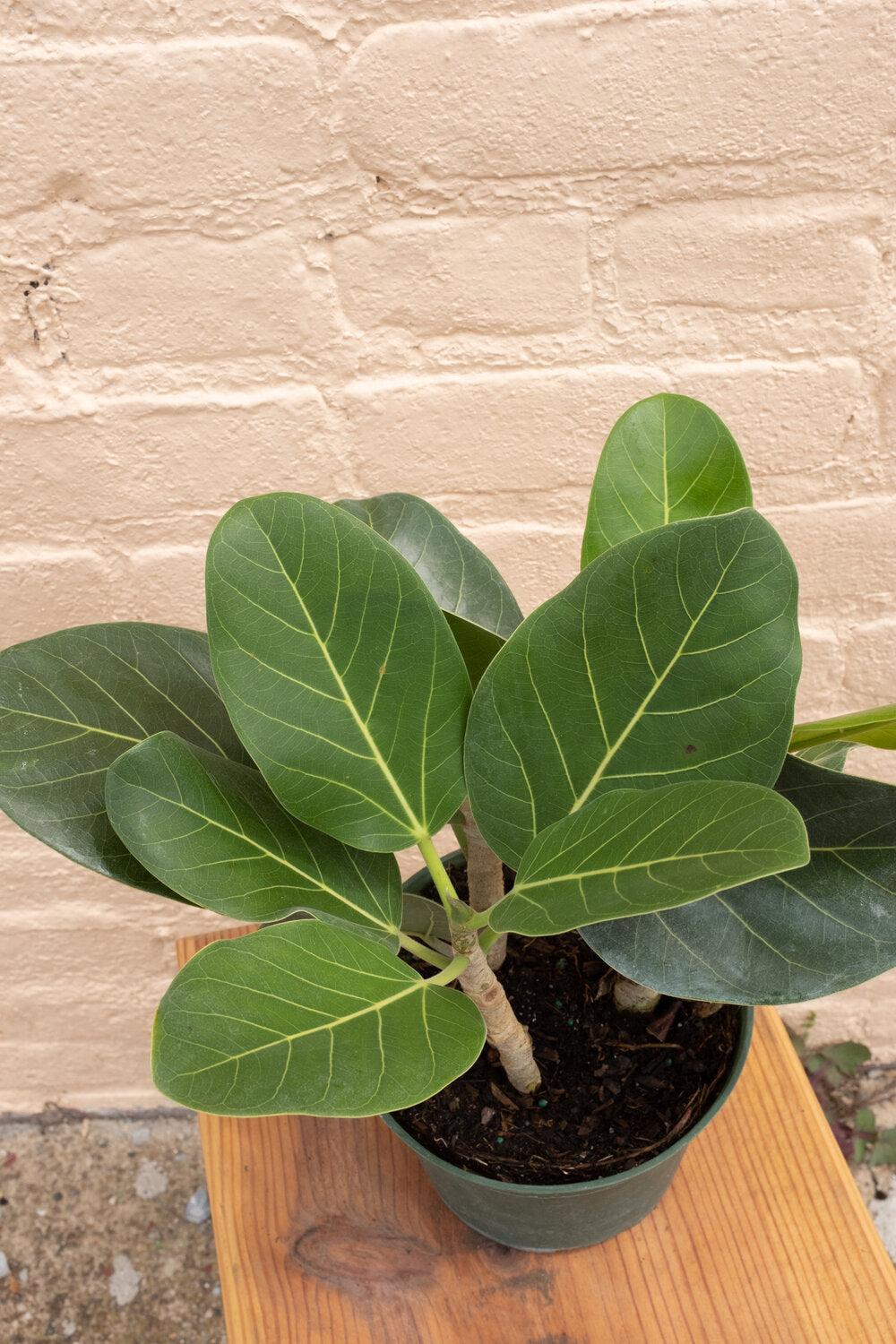 Ficus benghalensis 'Ficus Audrey'