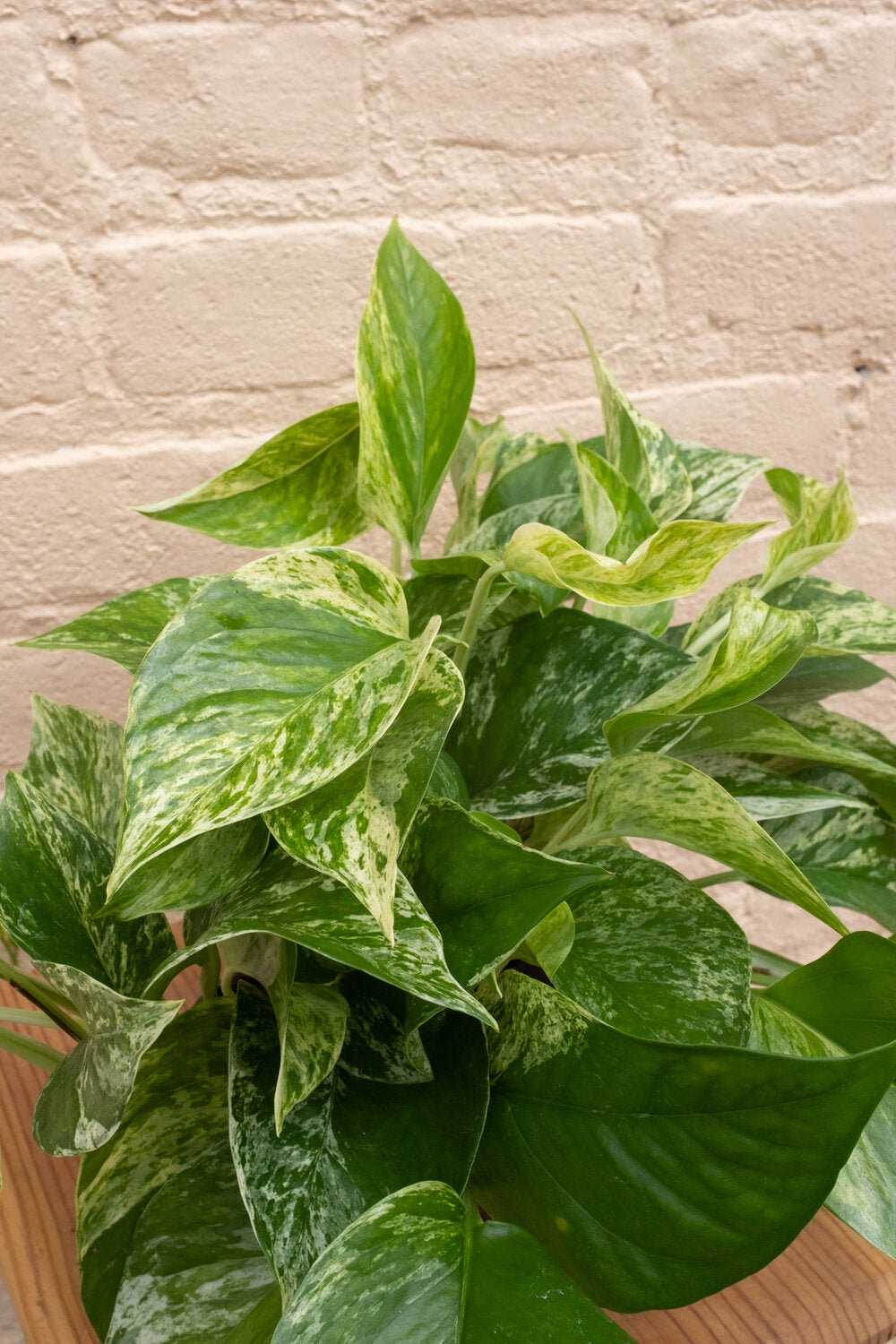 Epipremnum aureum 'Marble Queen Pothos'