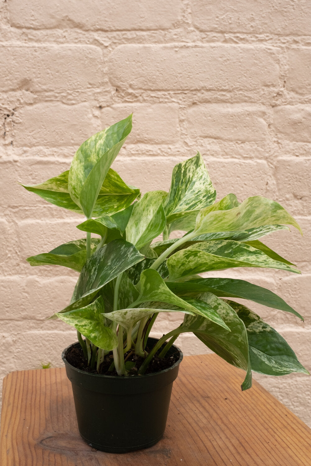 Epipremnum aureum 'Marble Queen Pothos'