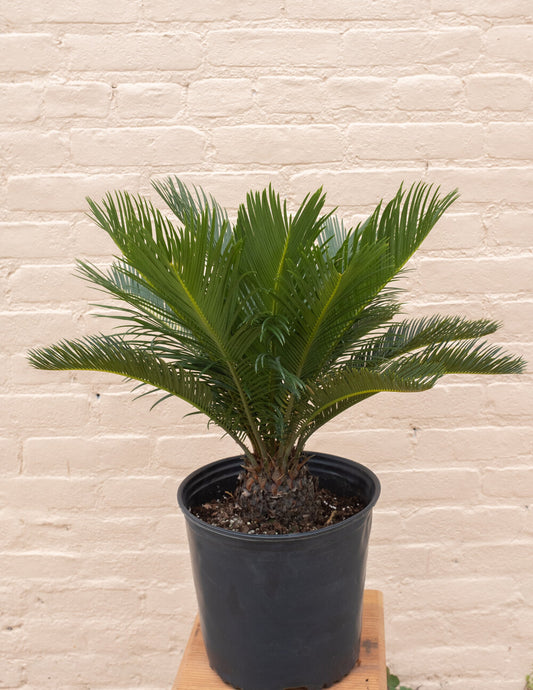 Cycas revoluta 'King Sago Palm'