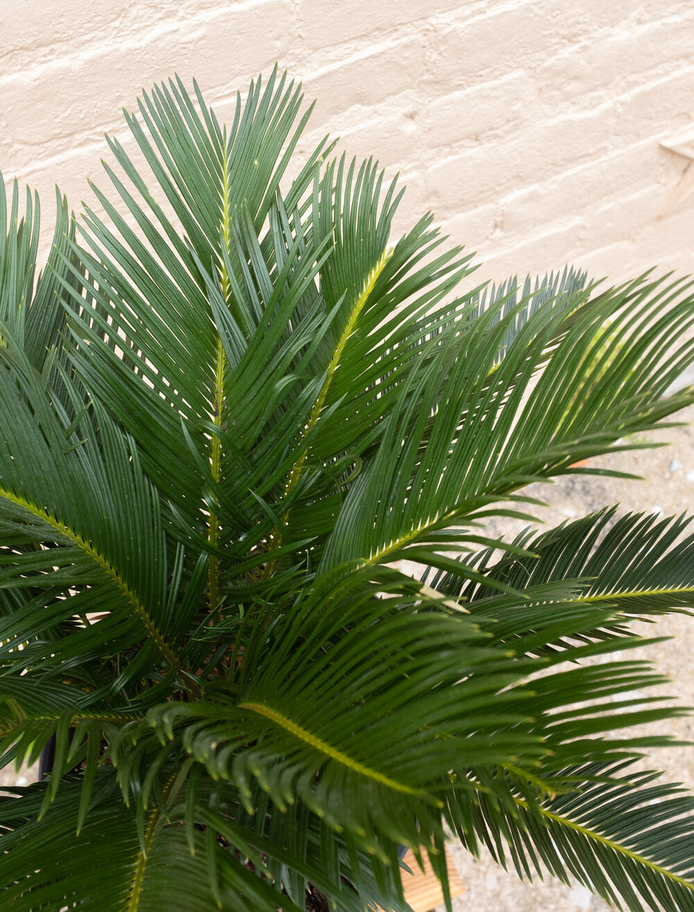 Cycas revoluta 'King Sago Palm'