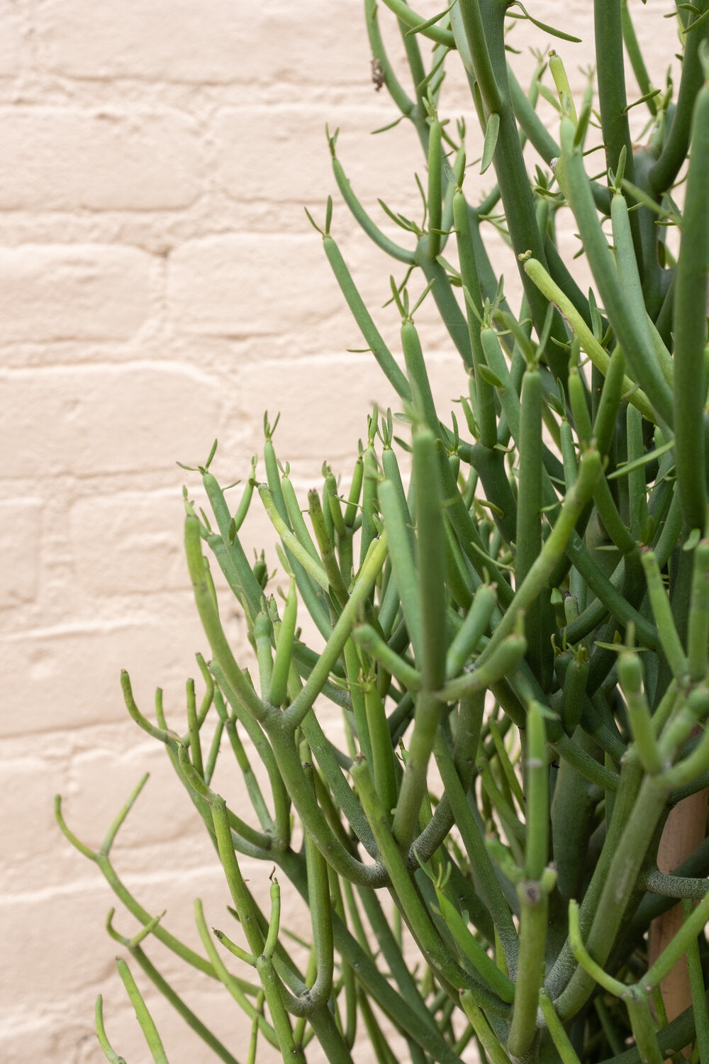 Euphorbia tirucalli "Pencil Cactus"