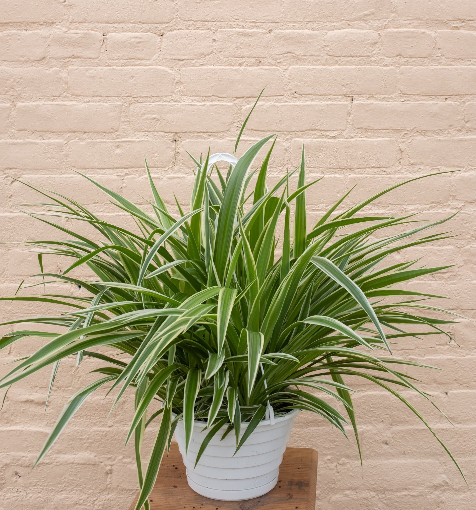 chlorophytum suffruticosum Chlorophytum comosum 'Spider Plant' – B.Willow
