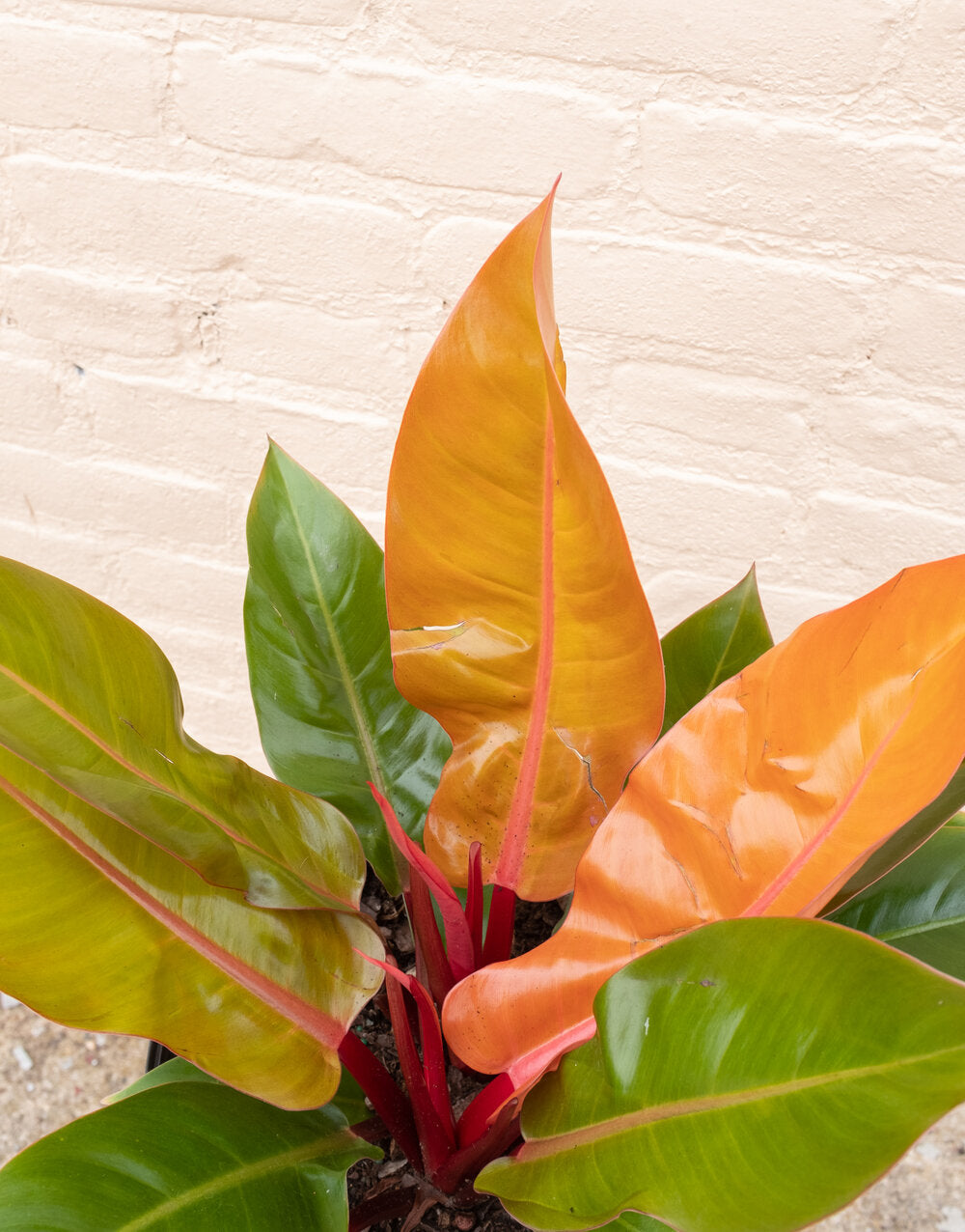 Philodendron Prince of Orange