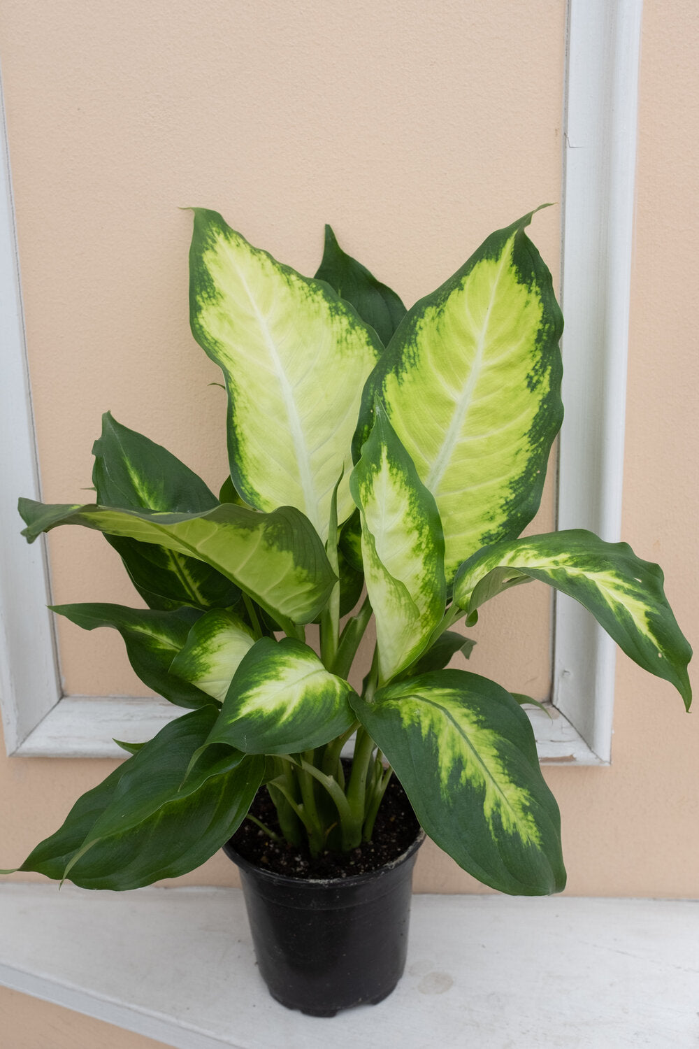 Dieffenbachia 'Camille'