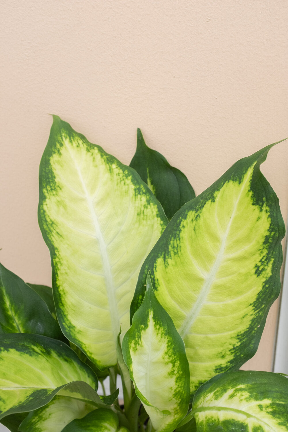 Dieffenbachia 'Camille'