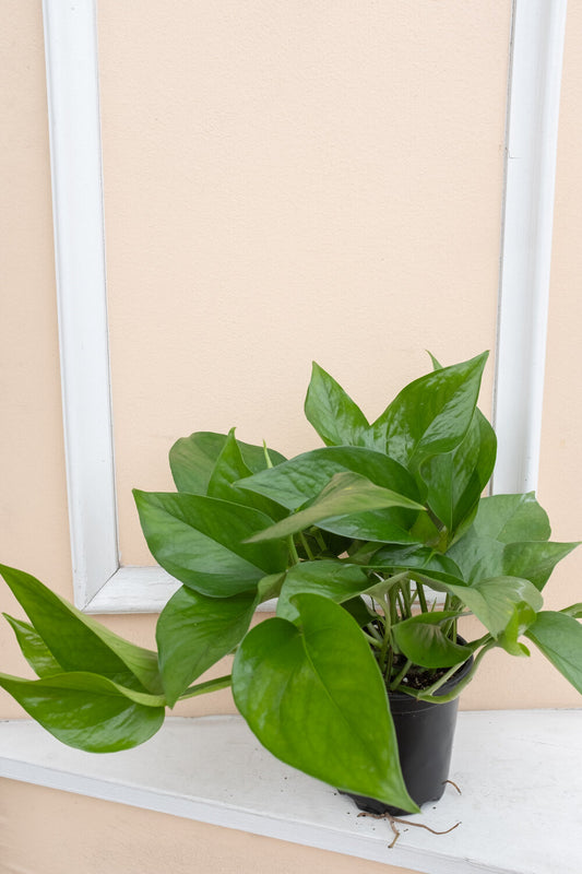 Epipremnum aureum jade 'Jade Pothos'