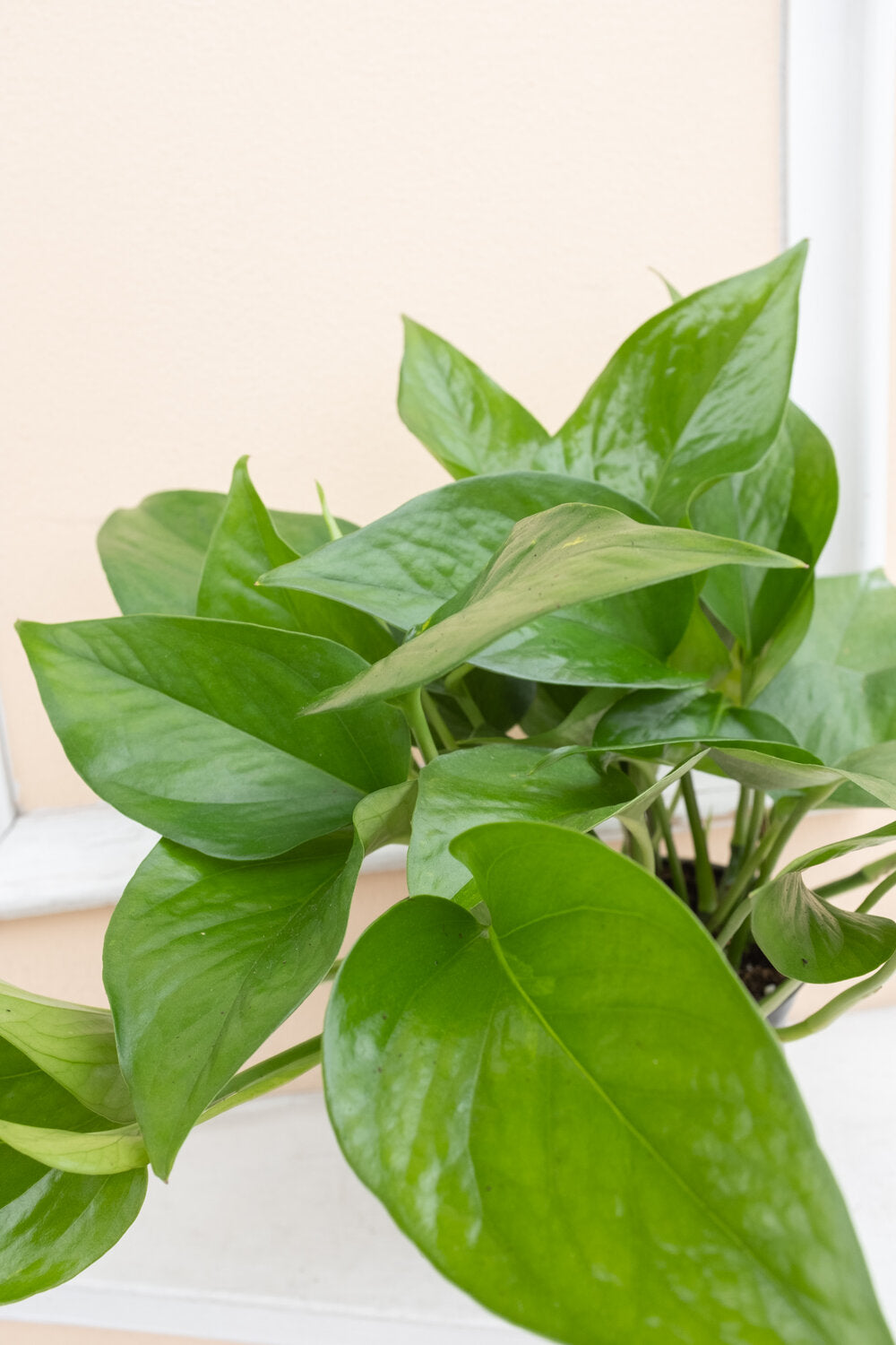 Epipremnum aureum jade 'Jade Pothos'