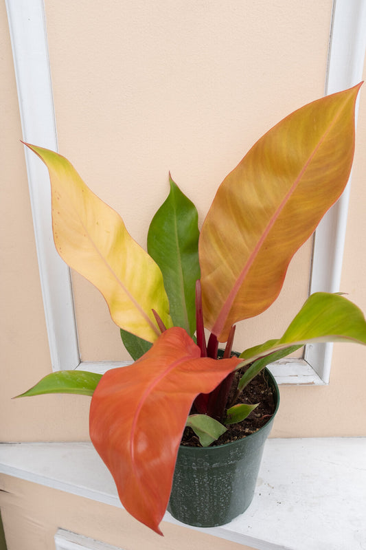 Philodendron Prince of Orange