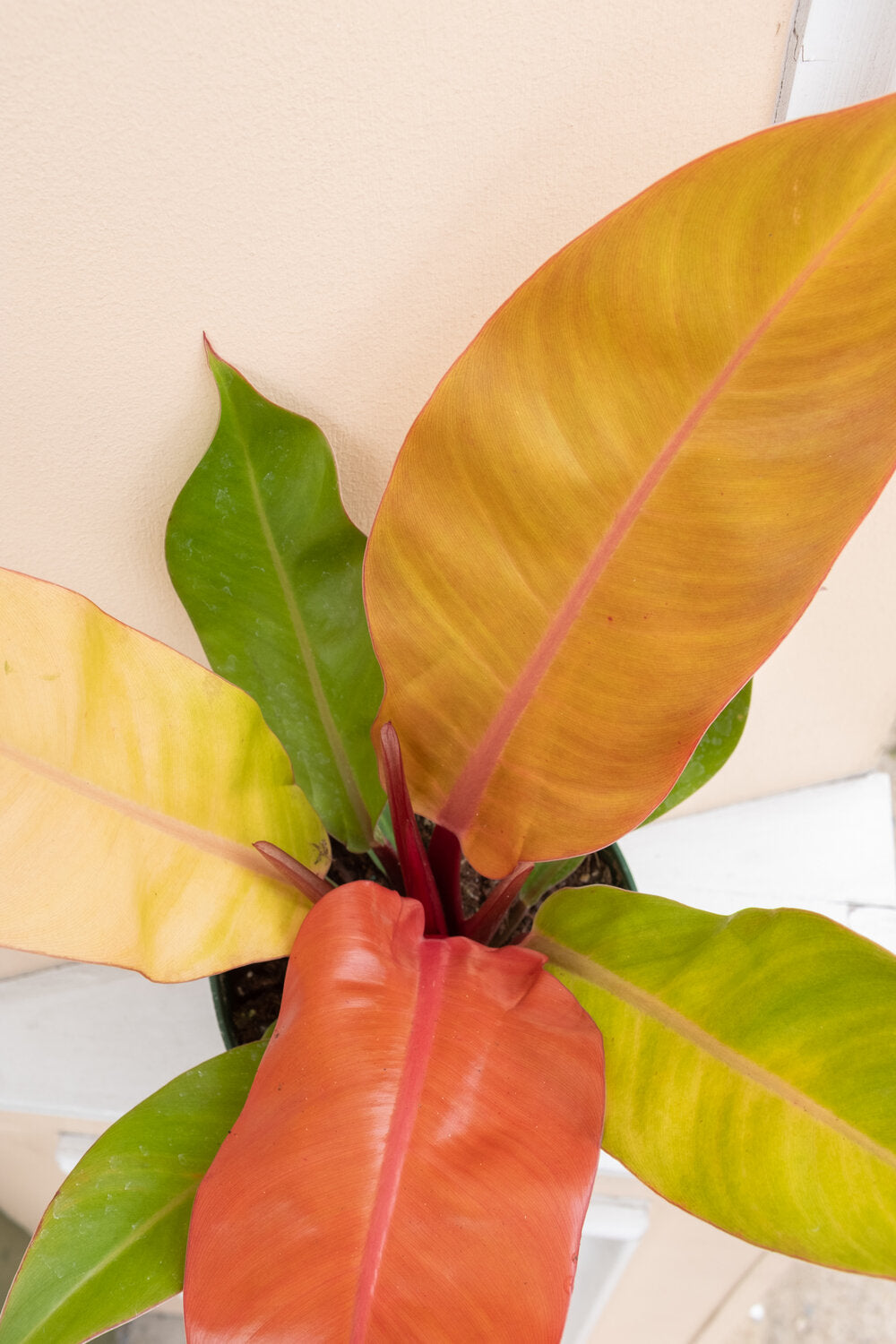 Philodendron Prince of Orange