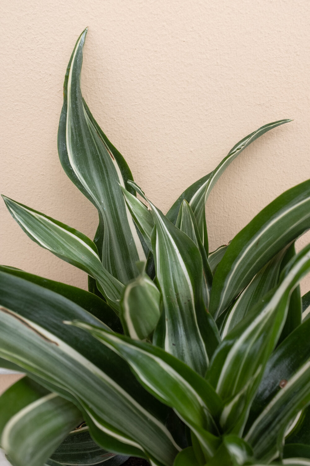 Dracaena Jade Jewel