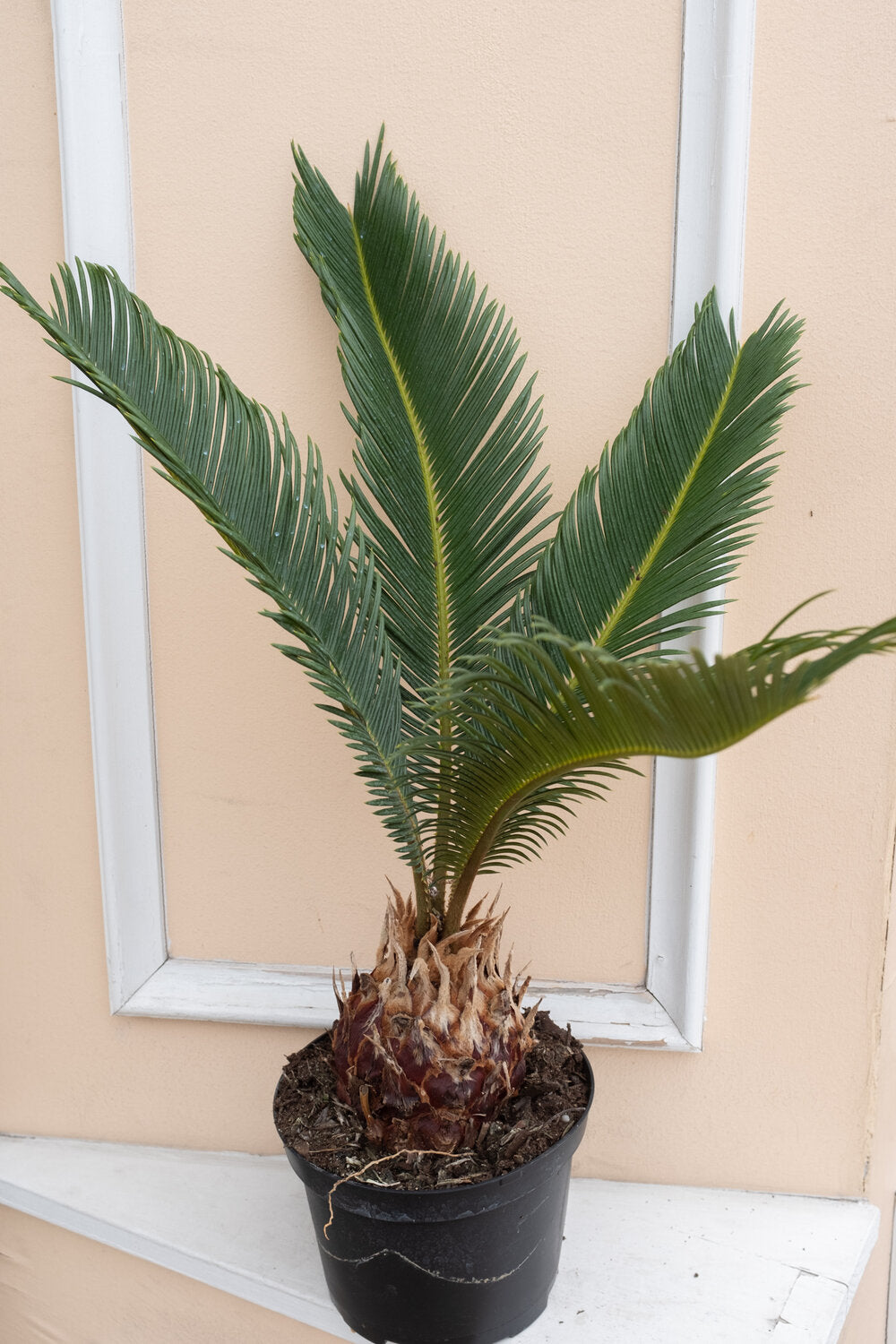 Cycas revoluta 'King Sago Palm'