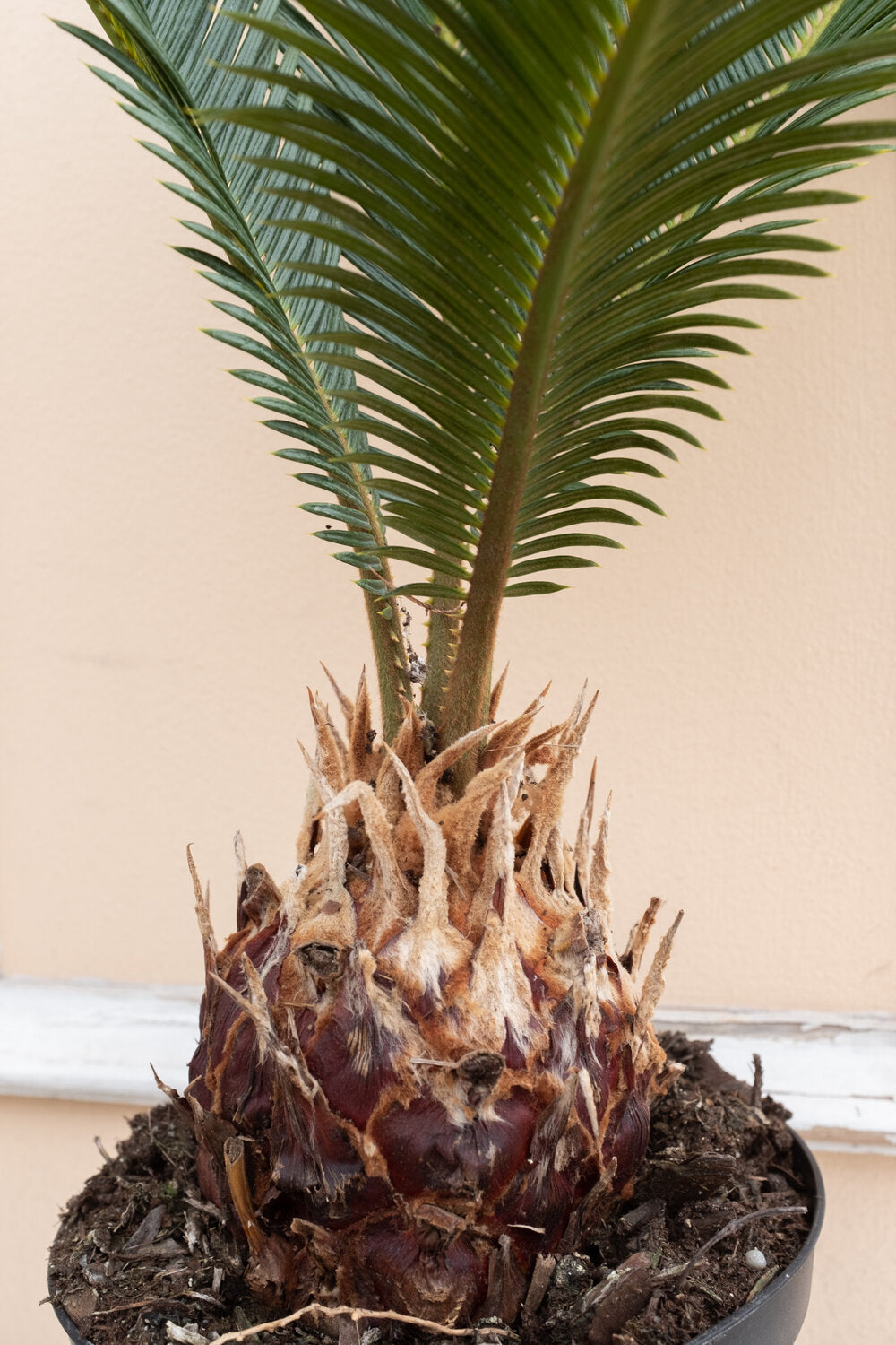 Cycas revoluta 'King Sago Palm'