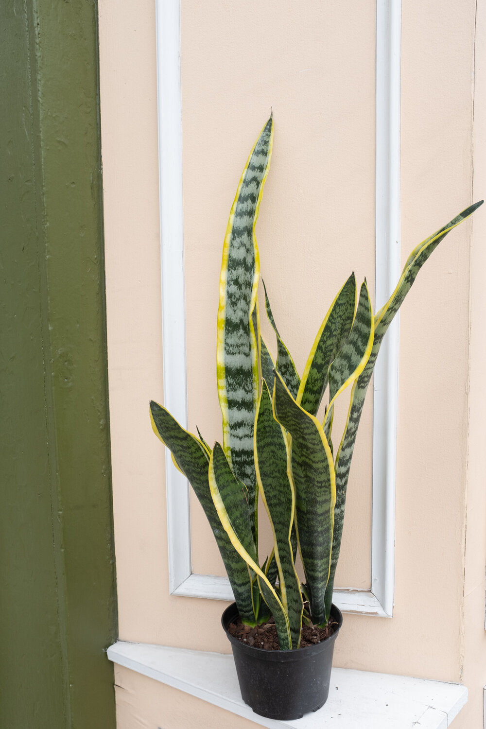 Rental Sansevieria trifasciata 'Laurentii'