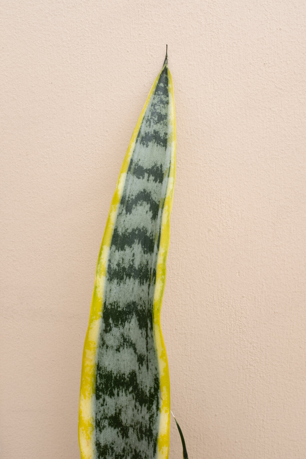 Sansevieria trifasciata 'Laurentii'