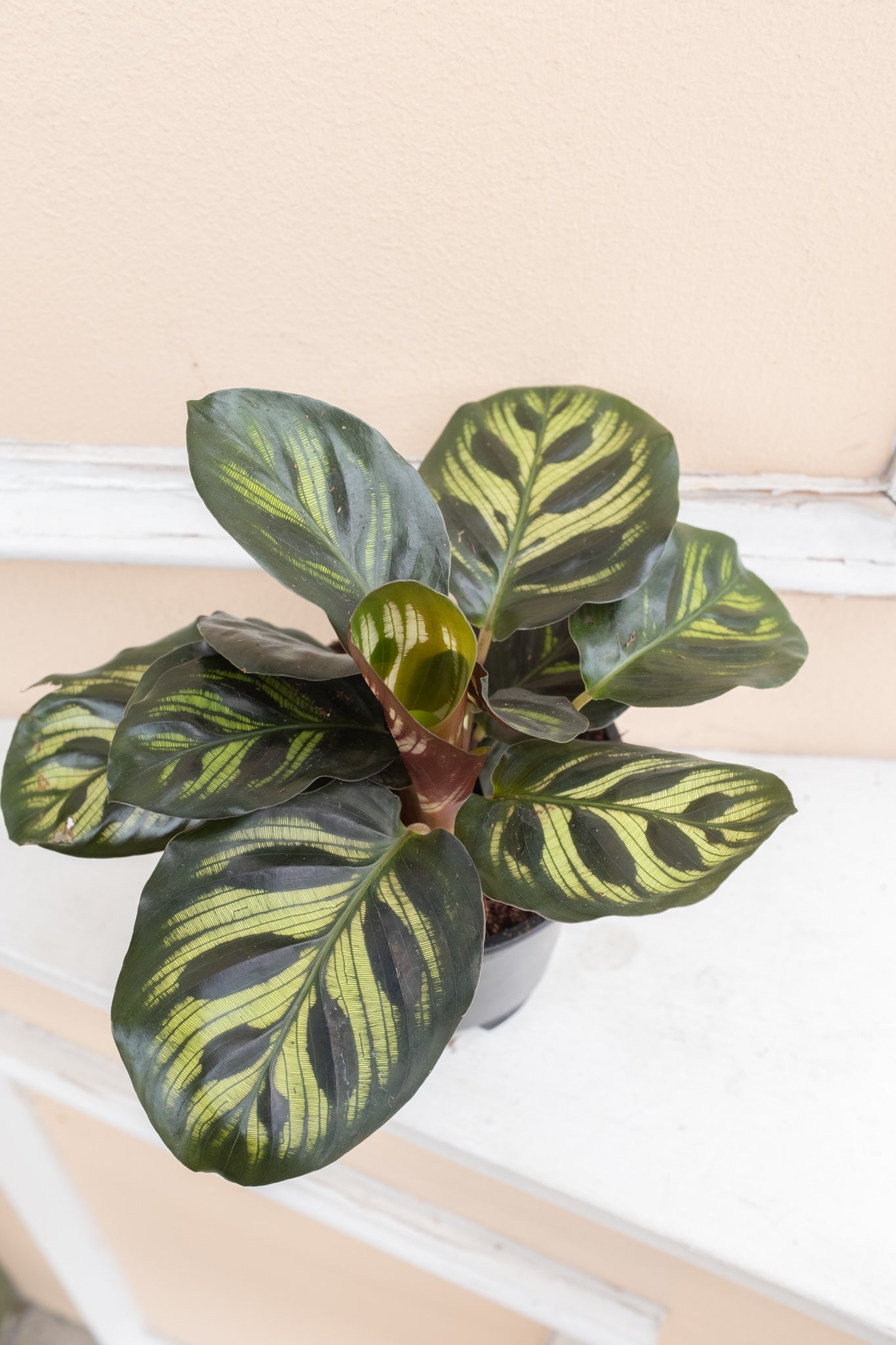 Calathea Makoyana 'Peacock plant'