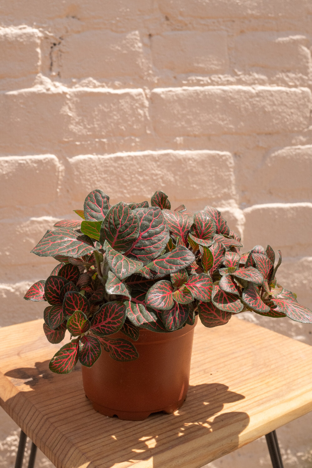 Fittonia albivenis 'Nerve Plant'