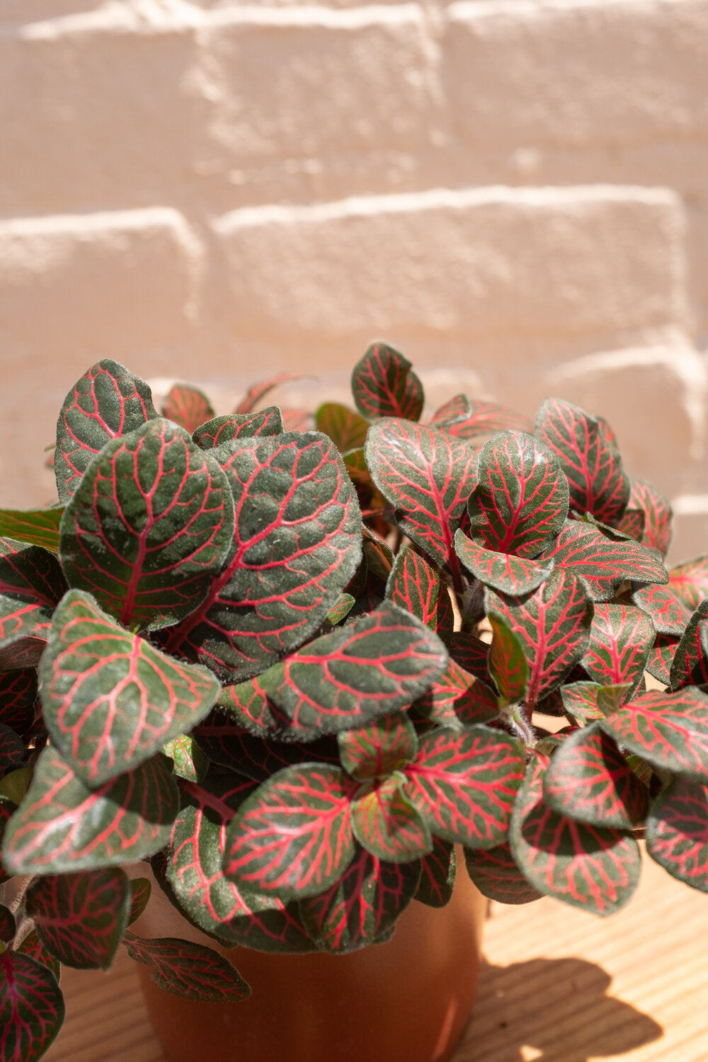 Fittonia albivenis 'Nerve Plant'