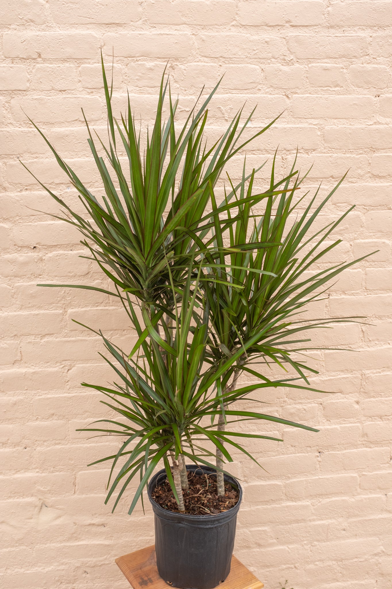 Rental Dracaena angustifolia 'Dracaena Marginata'