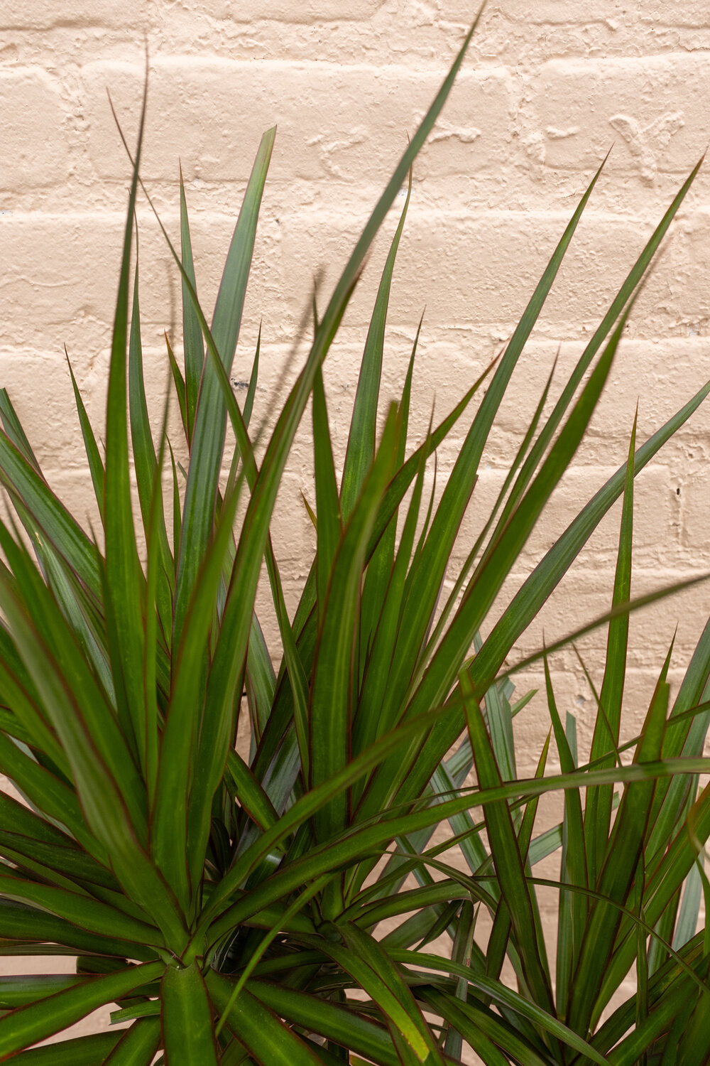 Rental Dracaena angustifolia 'Dracaena Marginata'