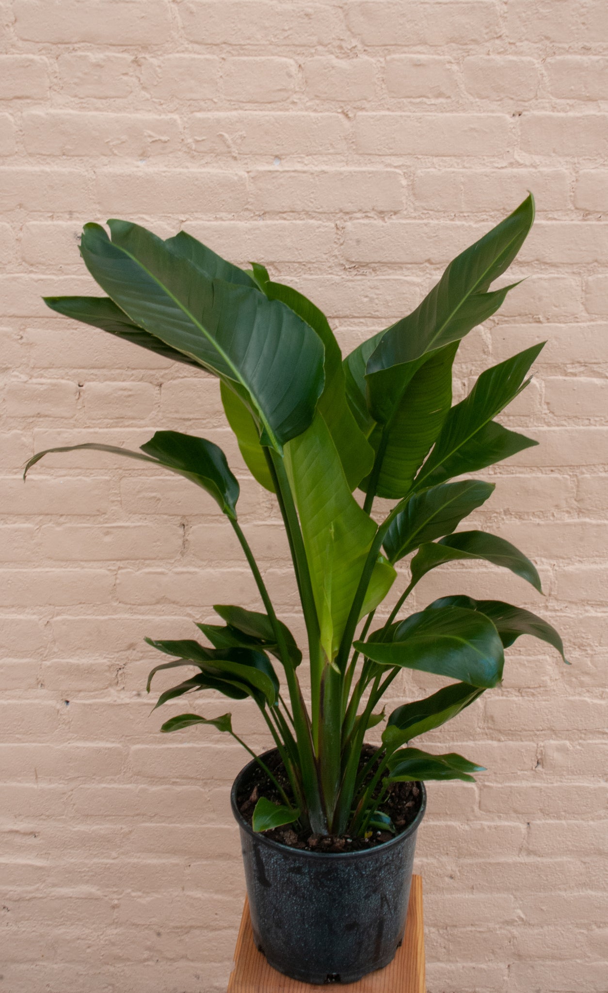 Rental Strelitzia nicolai 'Bird of Paradise'