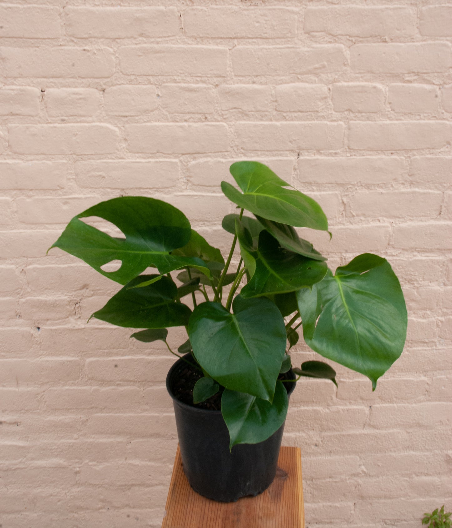 Rental Monstera deliciosa