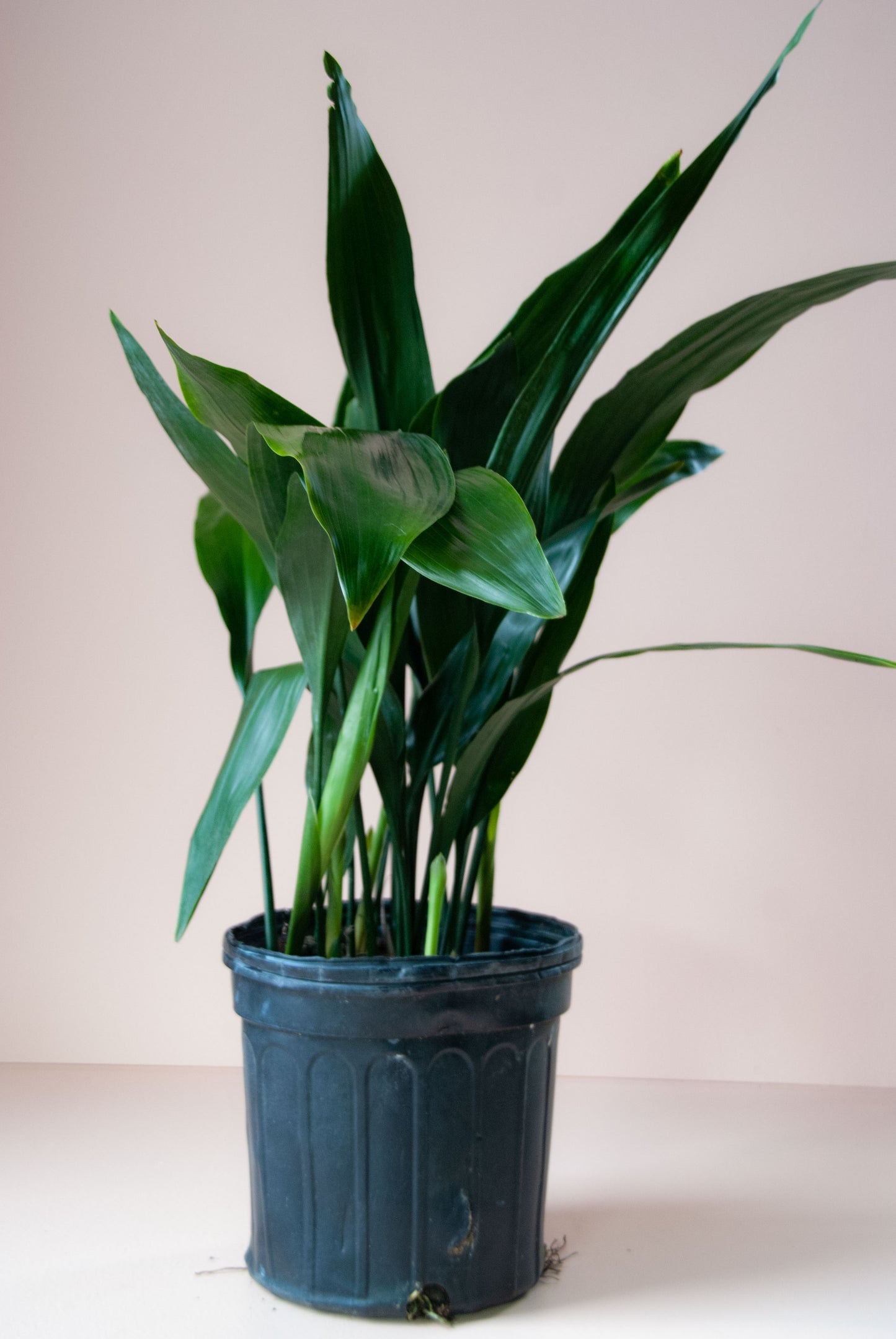 Aspidistra elatior 'Cast Iron Plant'