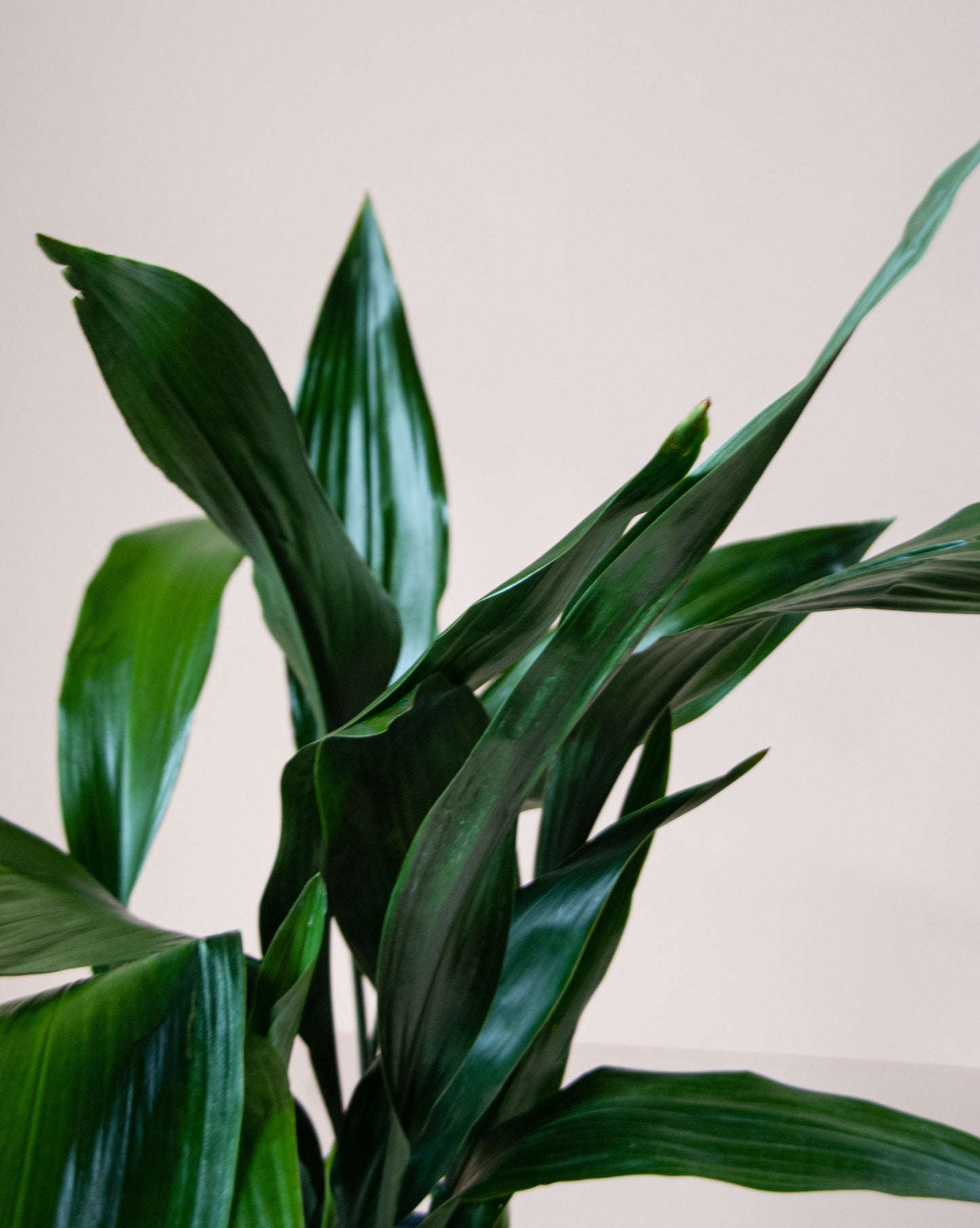 Aspidistra elatior 'Cast Iron Plant'