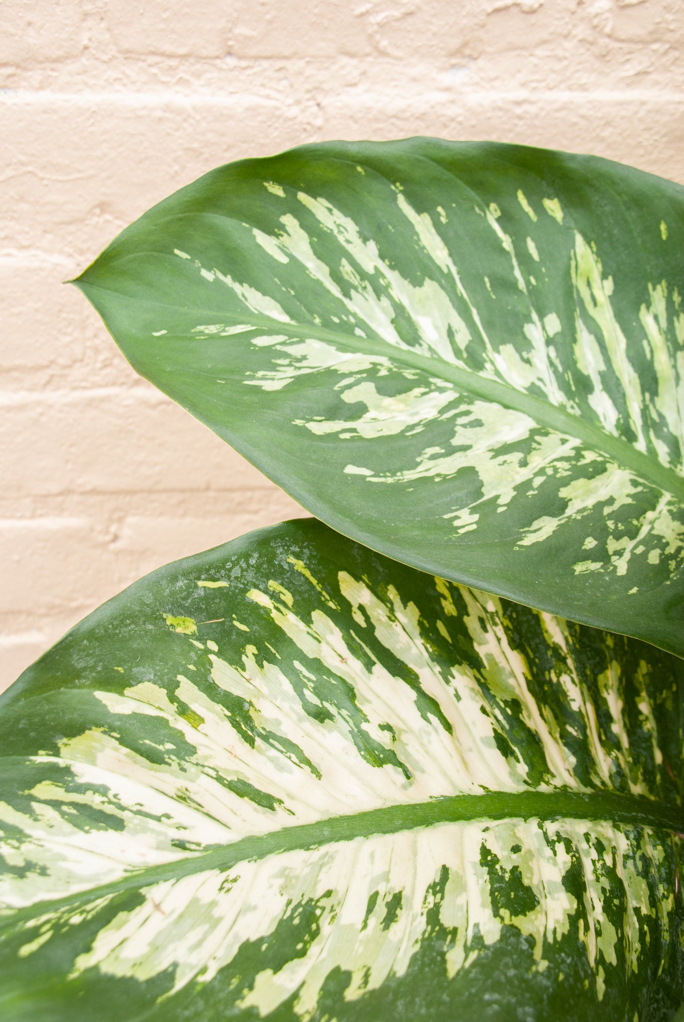 Rental Dieffenbachia seguine "Tropic Snow"