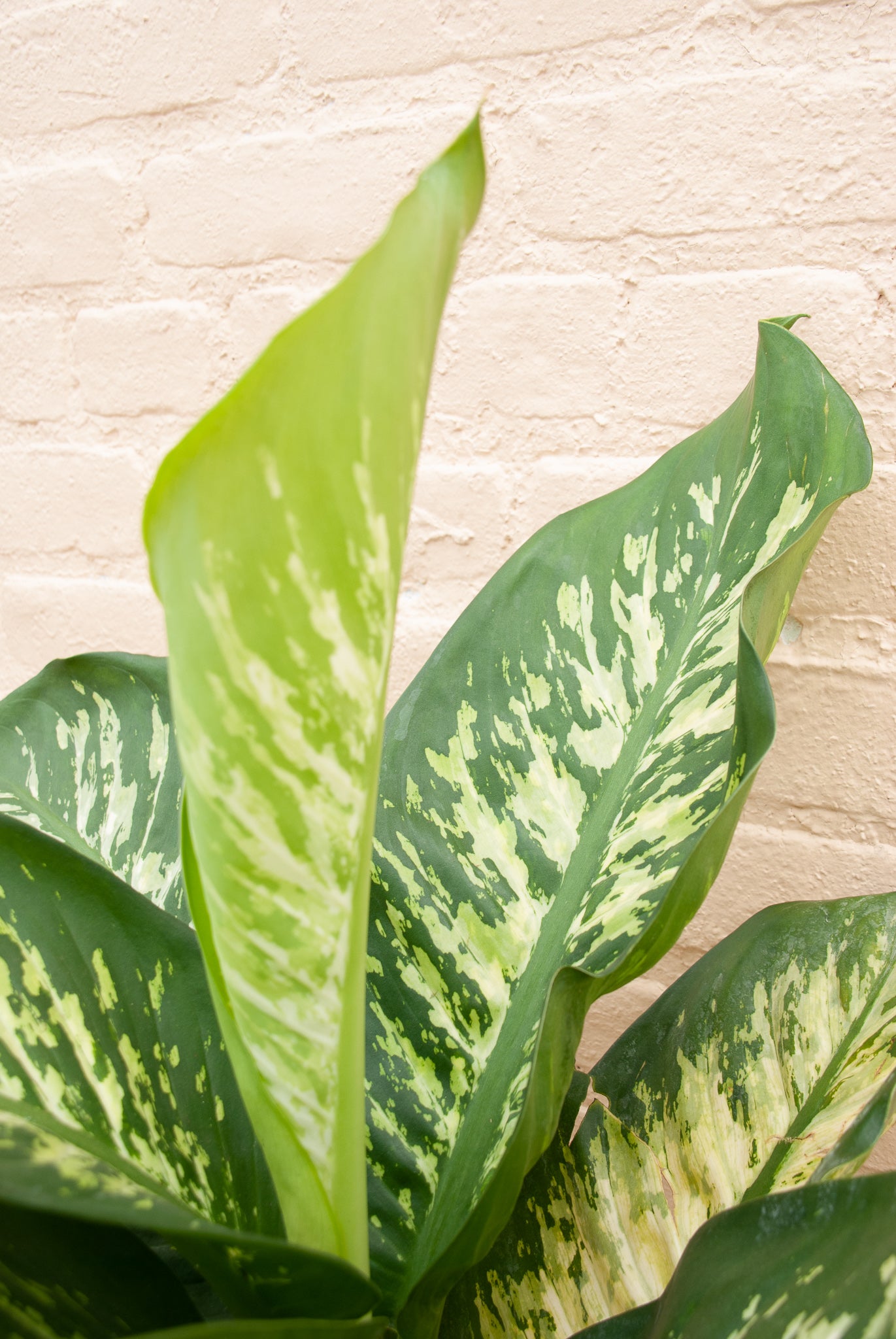 Rental Dieffenbachia seguine "Tropic Snow"