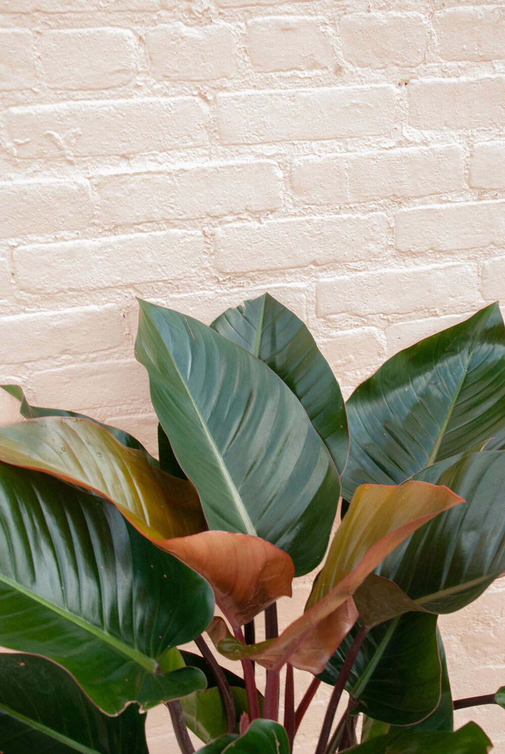 Philodendron 'Rojo Congo'