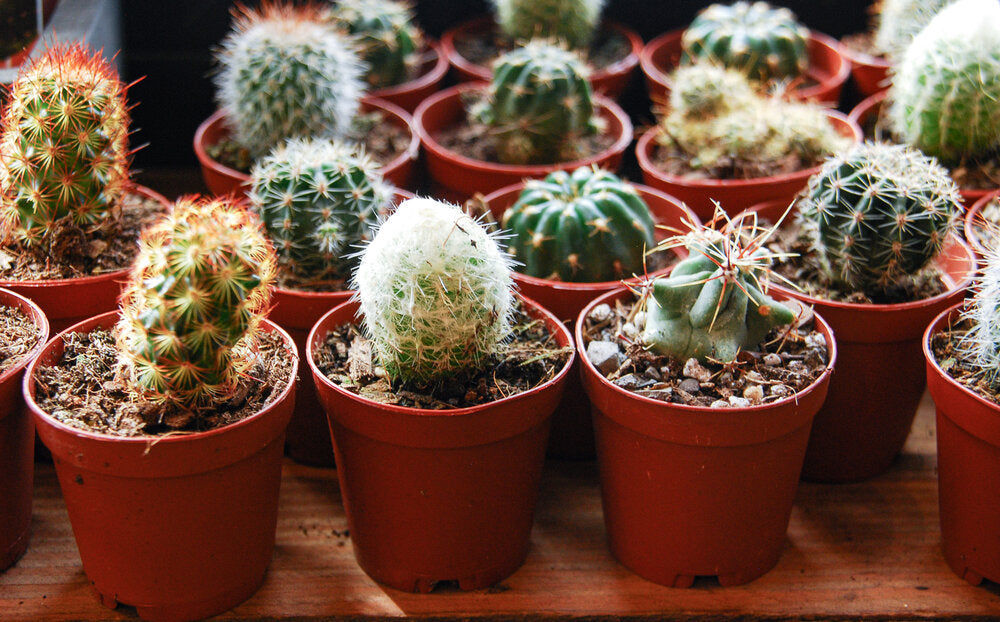 2" Assorted Cacti