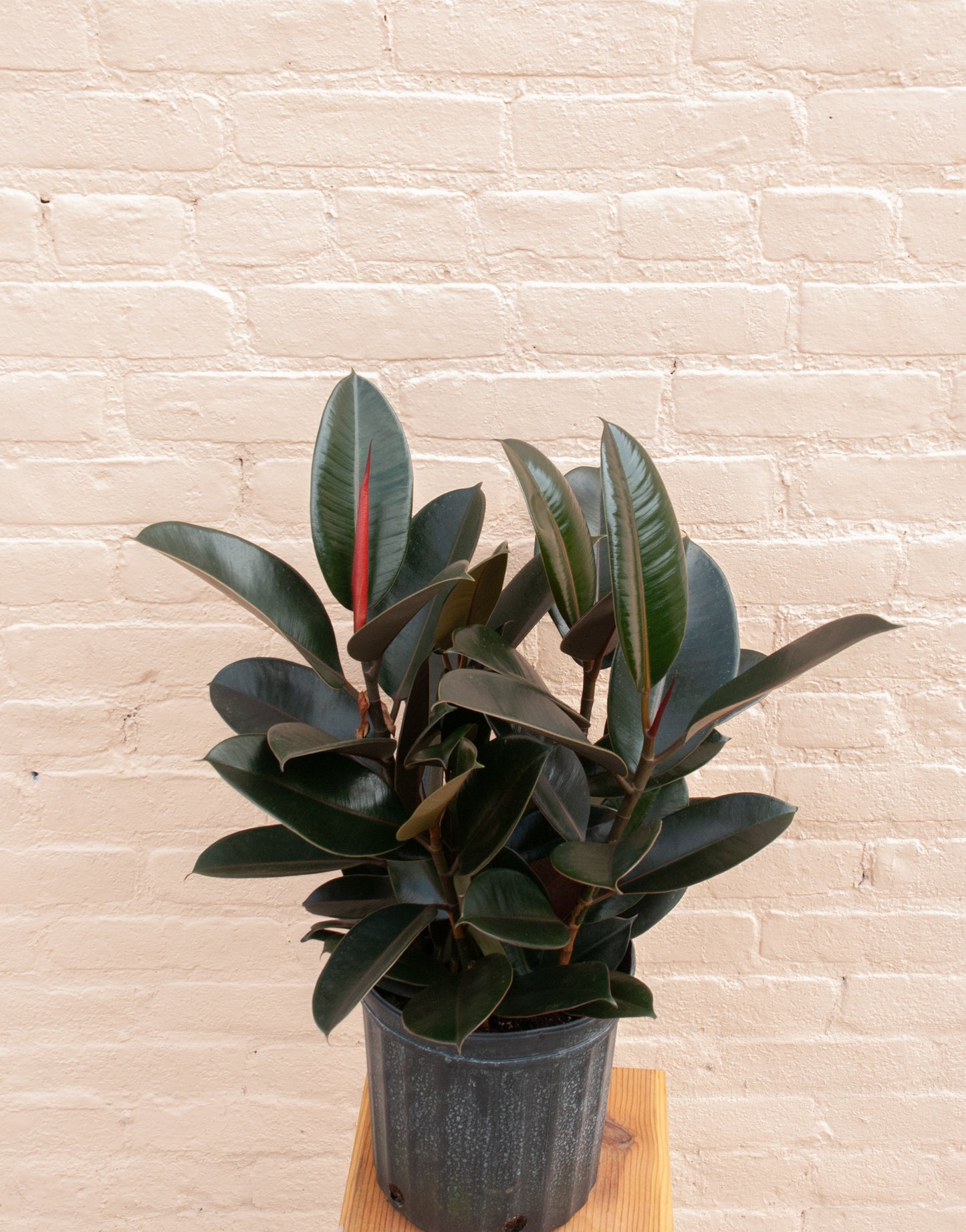 Ficus elastica 'Burgundy'