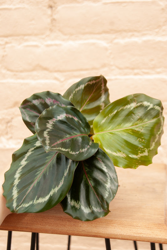 Calathea 'Medallion'