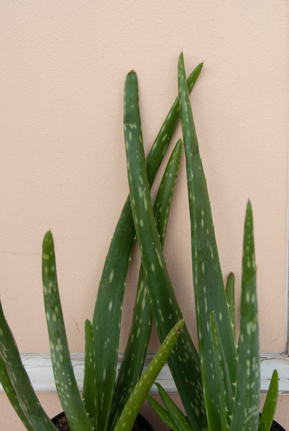 Aloe vera