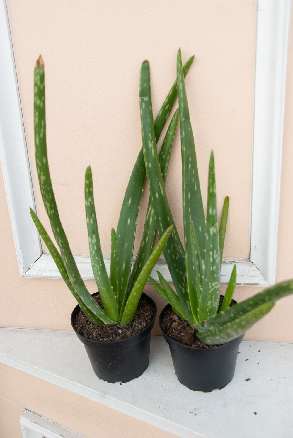 Aloe vera