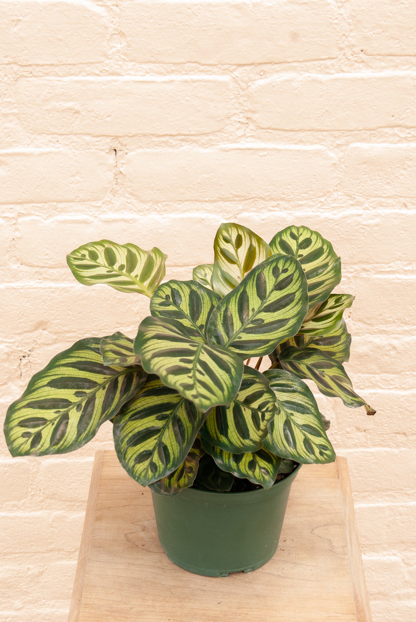 Calathea Makoyana 'Peacock plant'