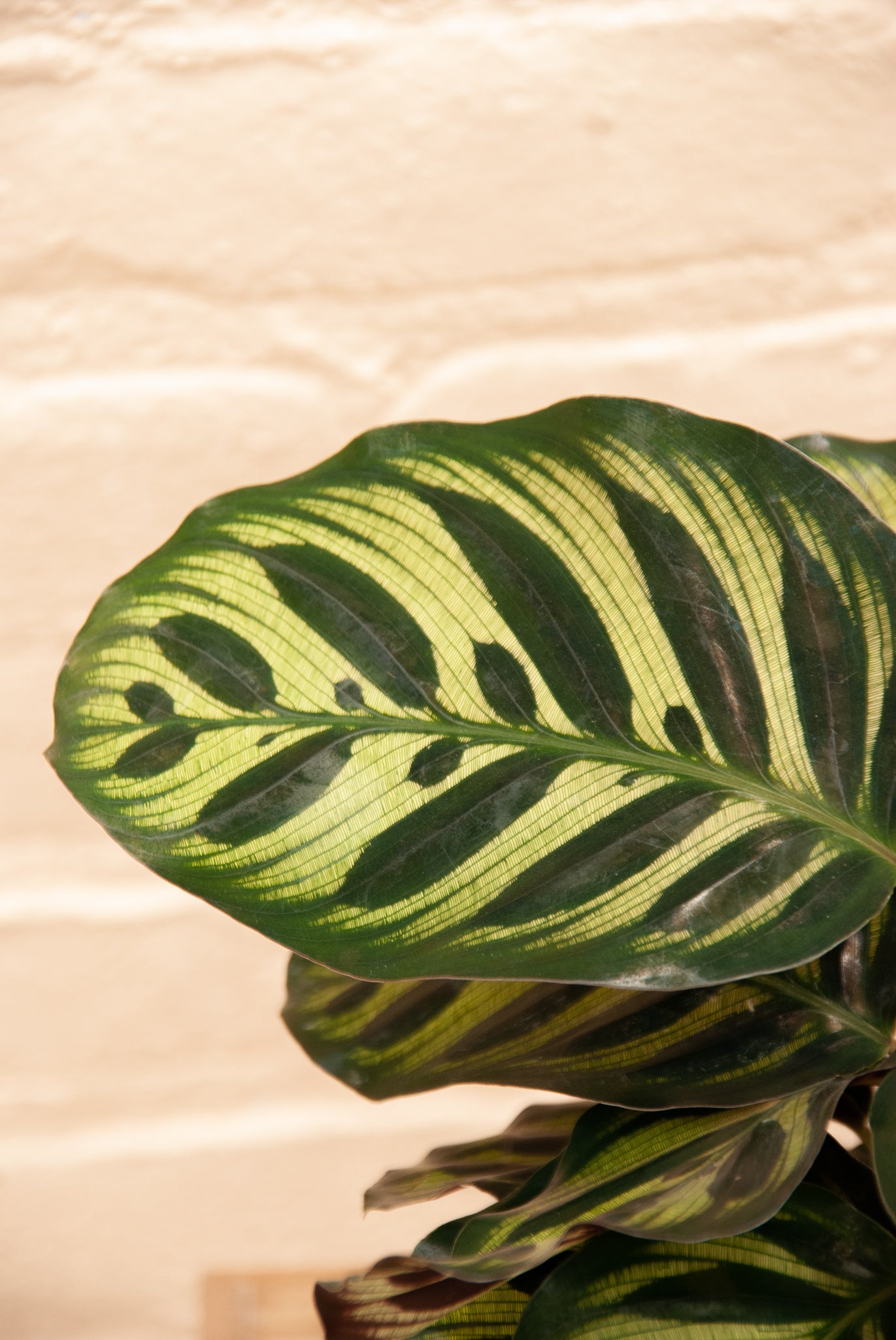 Calathea Makoyana 'Peacock plant'