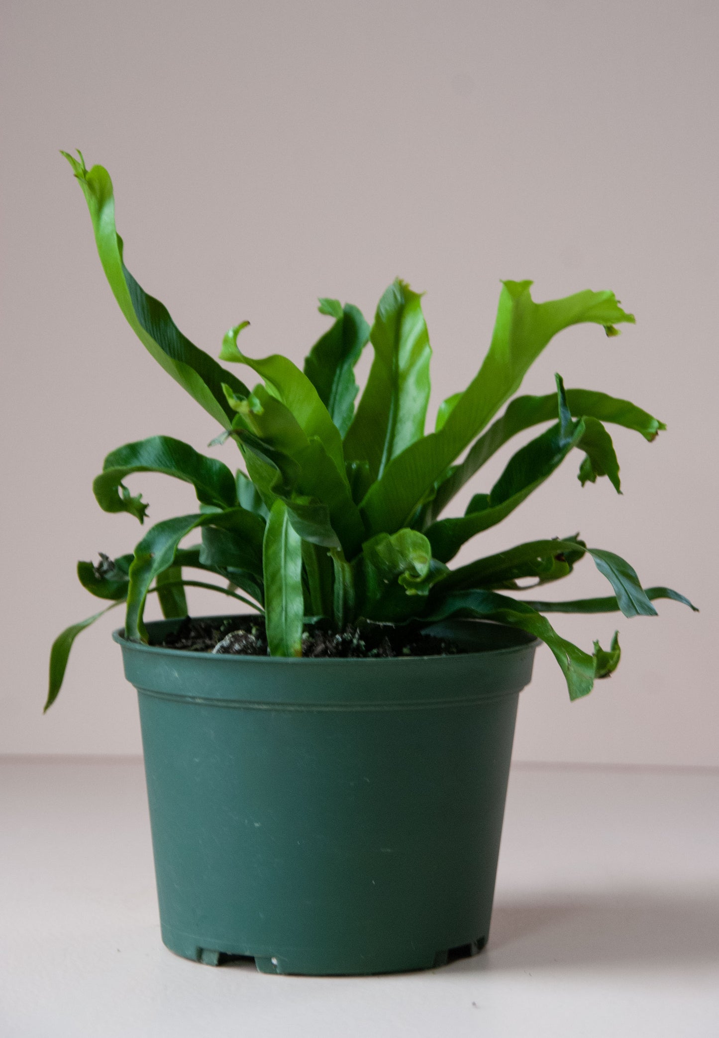 Asplenium 'Birdsnest Fern'