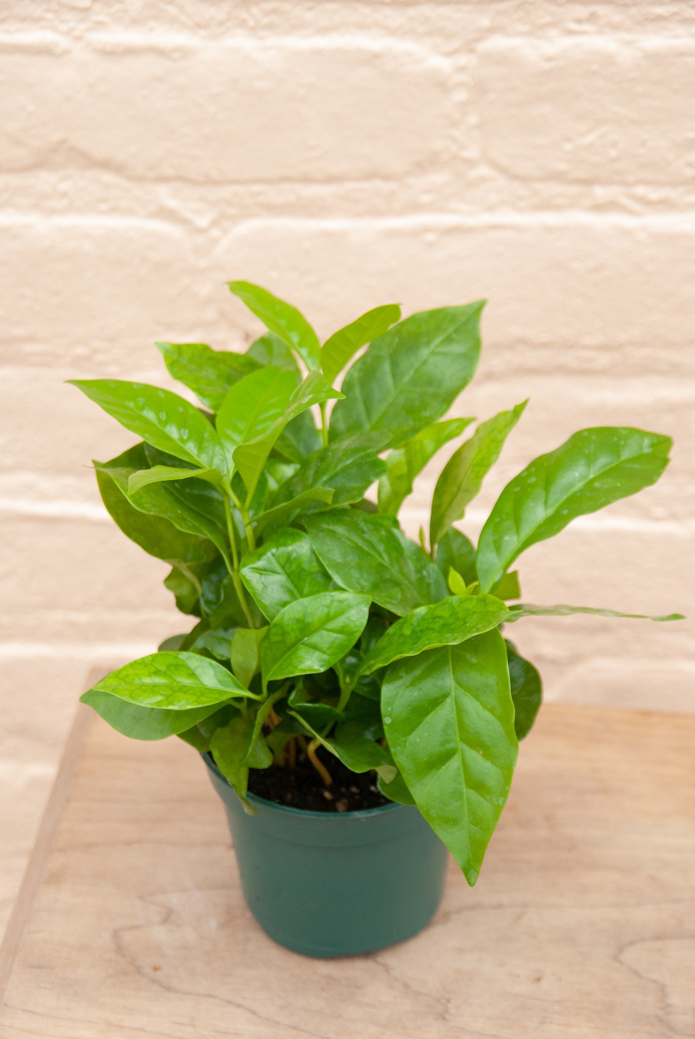 Coffea arabica 'Coffee Plant'