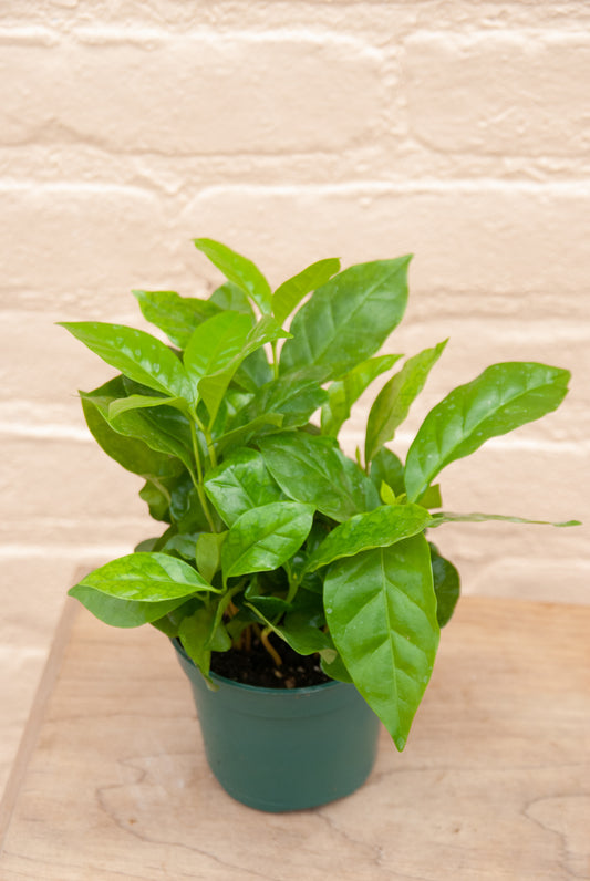 Coffea arabica 'Coffee Plant'