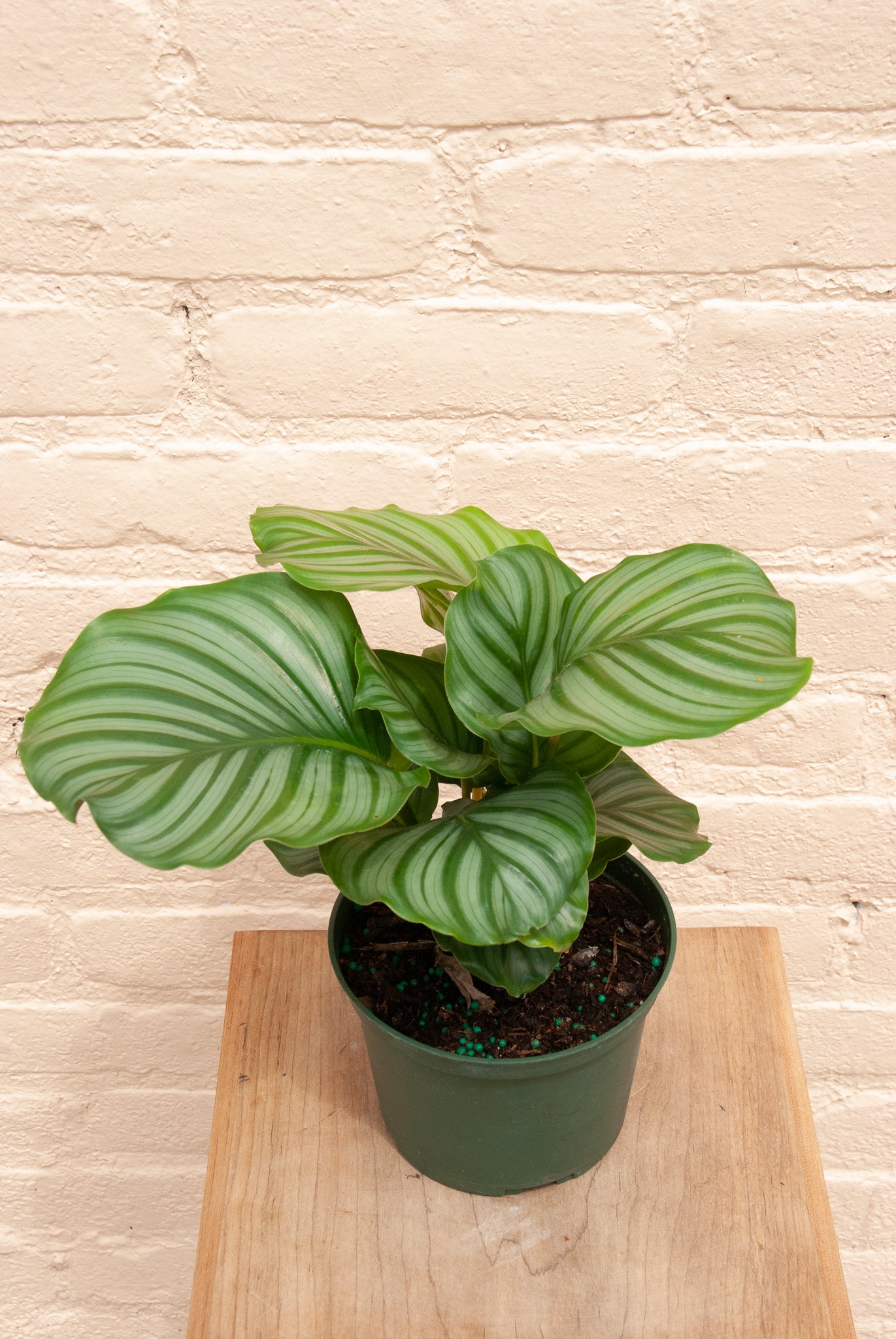 Goeppertia orbifolia 'Round-Leaf Calathea'
