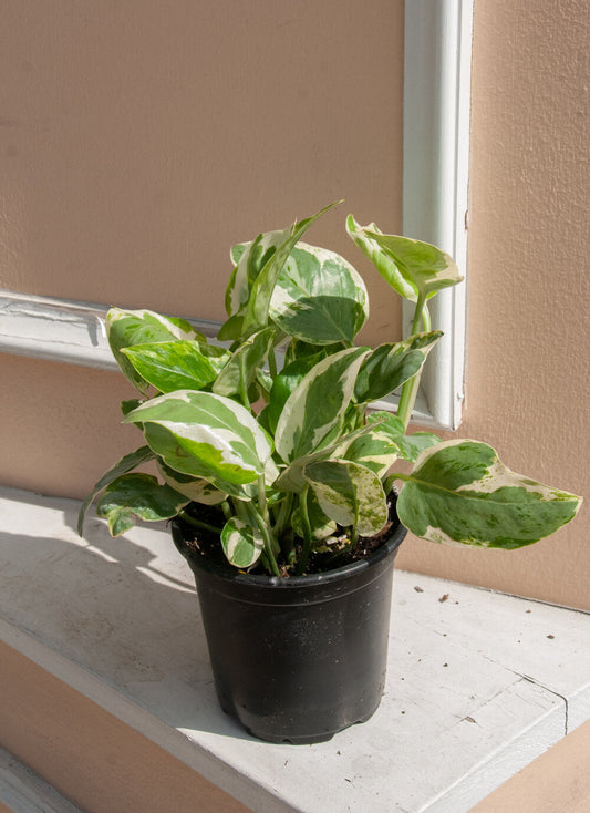 Epipremnum aureum 'Pearls and Jade Pothos'