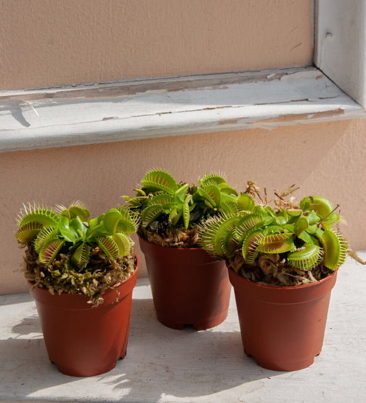 Dionaea muscipula 'Venus' Fly Traps'